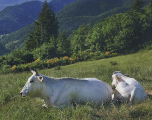 Le nostre mucche